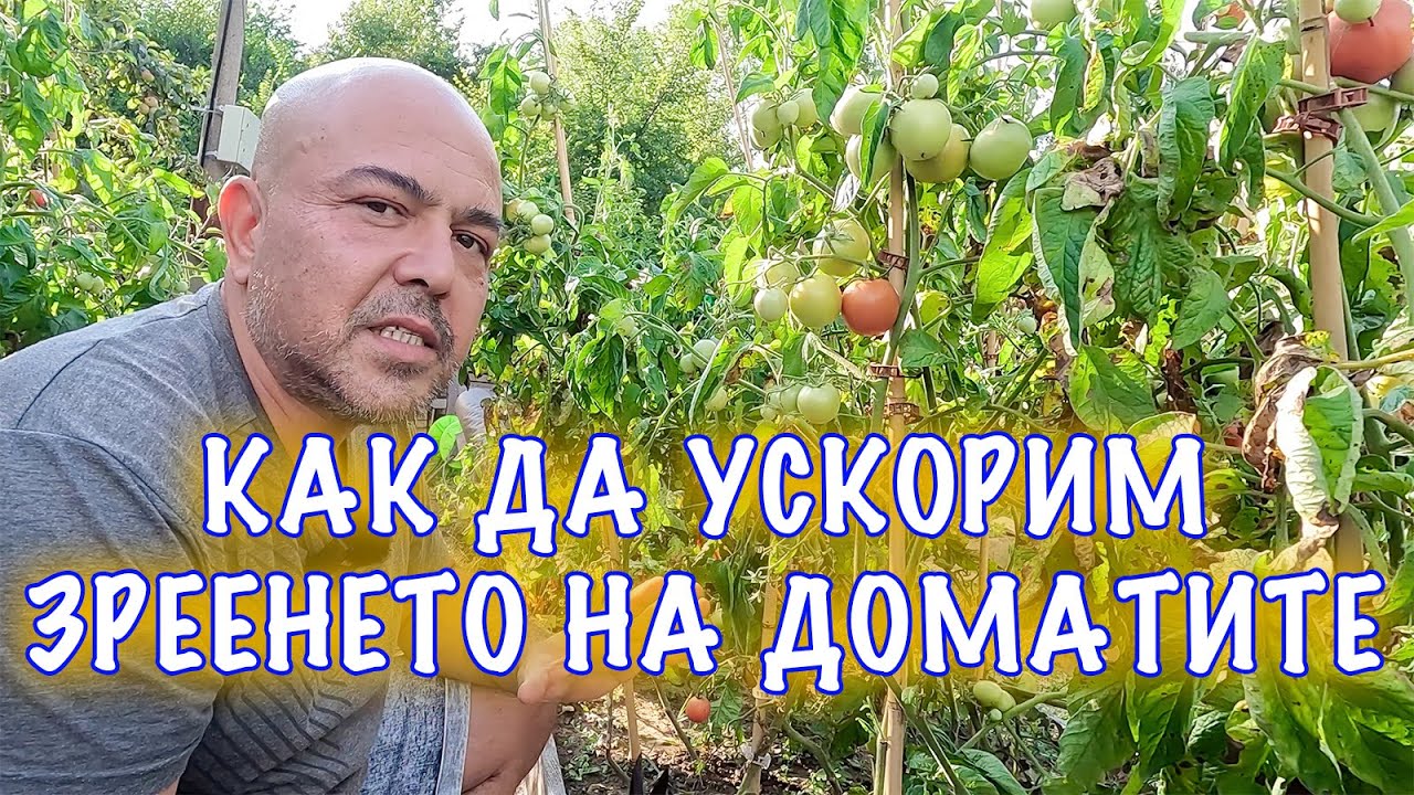 Как да накараме доматите да узреят по-бързо! Трикове, хакове, съвети...