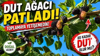 Dut Ağaci Patladi Toplamaya Yeti̇şemedi̇k 😱🌳