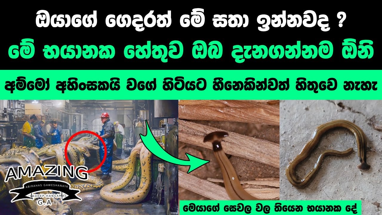 අම්මෝ මෙයාලා ගැන මේදේවල් නොදැන හිටියොත් ජීවිතේම අනතුරේ Abirahas Gaweshanaya Success Story
