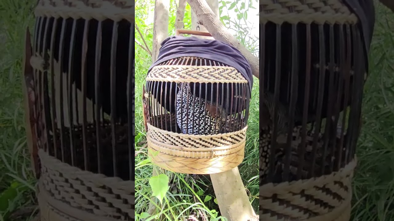 ទទាធ្នាក់អាស្នែង