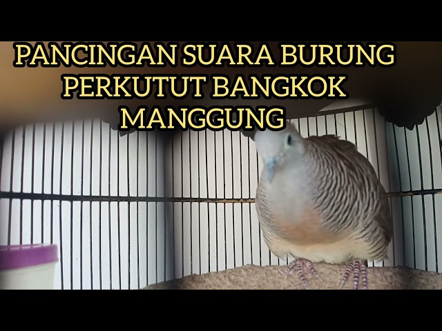 BURUNG PERKUTUT BANGKOK MANGGUNG GACOR class=