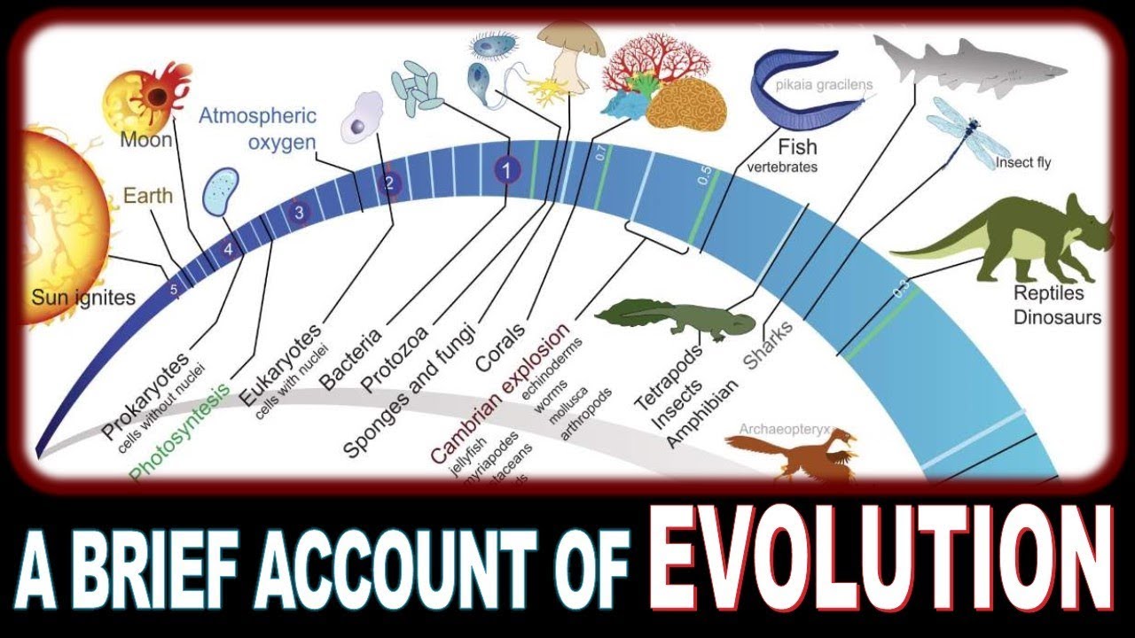 Evolution Part 6 A brief account of evolution YouTube