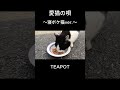 愛猫の唄〜寝ボケ猫ver.〜 / TEAPOT #originalsong #オリジナル曲