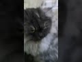 #cutenessoverload #persiancat