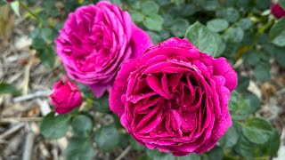 4K Hdr - My Garden Update 090523