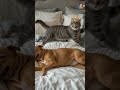 “Dog vs Cat Comedy | Curious Dog & Clever Cat Adventures 😂🐾”#DogVsCat #FunnyAnimals #ComedyShorts