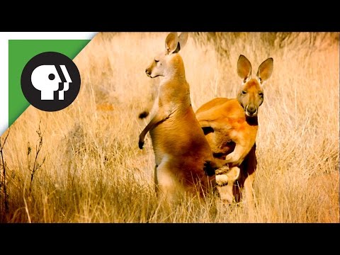 The Sneaky Mating Strategy of Red Kangaroos