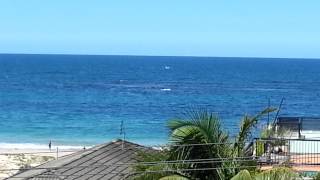 Famous Whales at Hargraves Beach Net Worth