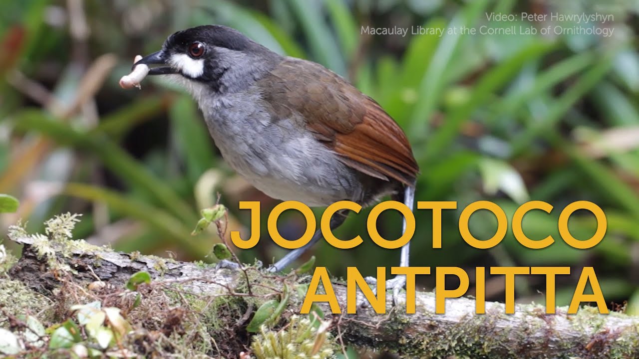 Jocotoco Antpitta: Foundation Inspiration
