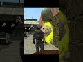 Banana cat performing an incredible feat?/超凄い神業を決めるバナナ猫？#shorts #gmod #bananacat