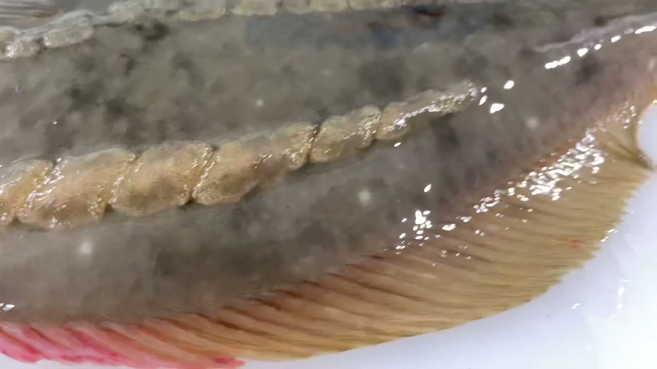 돌(石)도다리 0.8kg 돌제거 오로시 탈피 sashimi stone flounder korea food YouTube