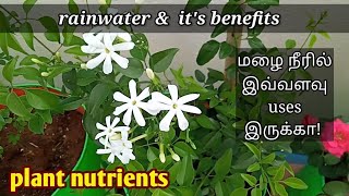 benefits of rainwater for plants in tamil/ uses of rainwater in garden/ #rainwater