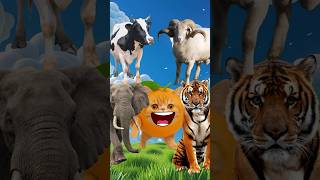 Suara Domba, Sapi, Harimau Dan Gajah