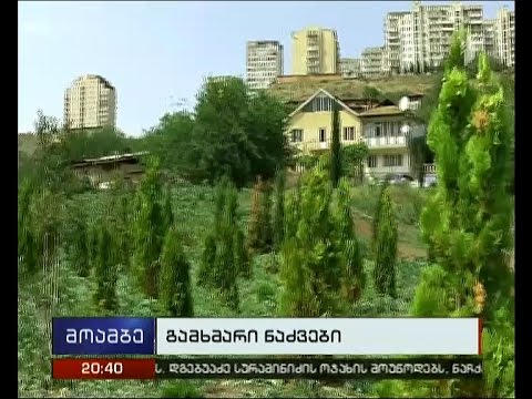 \"პარტიზანი მებაღეები\" ვერეს ხეობაში დარგული ხეების ხმობის პროცესს აპროტესტებენ