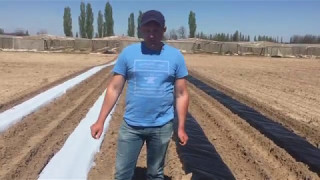 Посадка земляники. Закладка новых плантаций клубники. Виды пленки. Посадка земляники. Закладка новых плантаций клубники. Виды пленки.
