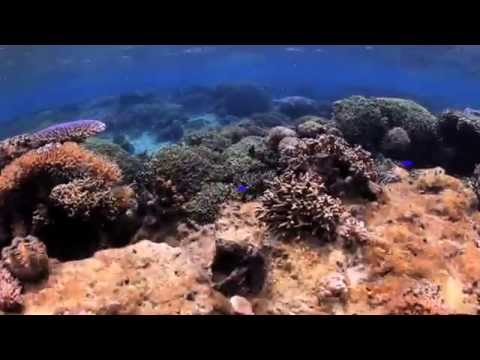 Coral Reef-cam: Study Shows Which Fish Clean Up Reefs