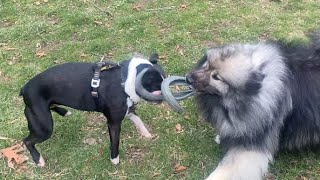 My Silly Dogs Play A Spirited Game Of Tug! by Kumo and Sully 147 views 2 weeks ago 52 seconds