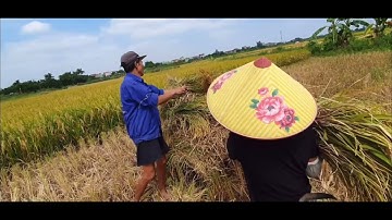 Quá trình thu hoạch lúa ngày xưa và hiện đại