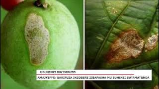 Amajyepfo: Barifuza inzobere zibafasha mu buhinzi bw'amatunda