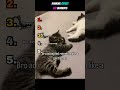 Ranking Cutest Cat Moments😻 #1 Is TOO ADORABLE