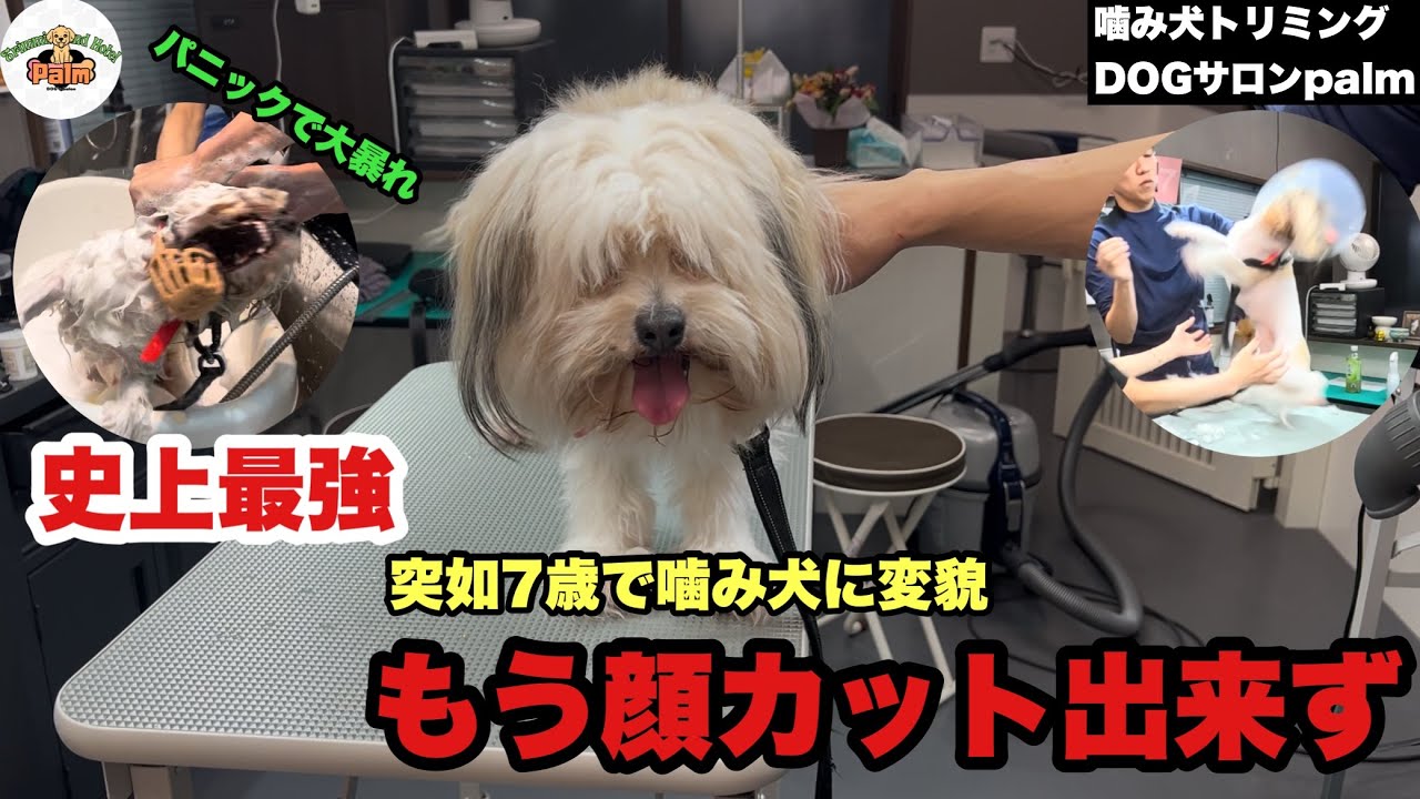 【初来店】突如噛み犬になりお断りをされてしまった！！噛み犬ポメプーご来店