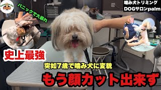 突如噛み犬になりお断りをされてしまった!!噛み犬ポメプーご来店