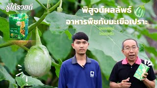 พิสูจน์ผลลัพธ์ อาหารพืชกับมะเขือเปราะ | รู้ได้รวยดี |