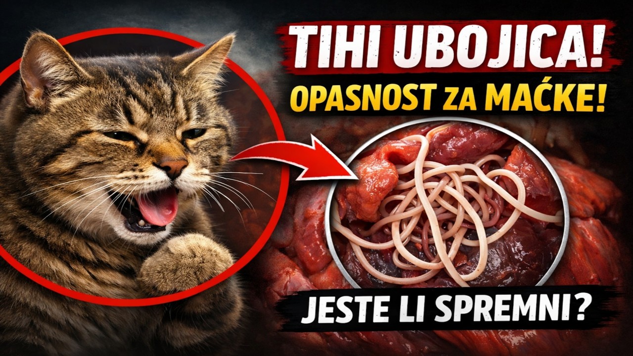7 ZNAKOVA da vašu mačku napada TIHI UBOJICA! 🙀 Jeste li ih primijetili?