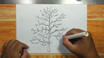How to draw MAPLE TREE WITHOUT LEAVES step by step