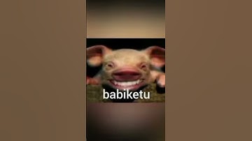 Thumbnail of Lucu babi ketu🤣