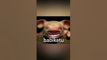 Lucu Babi Ketu 