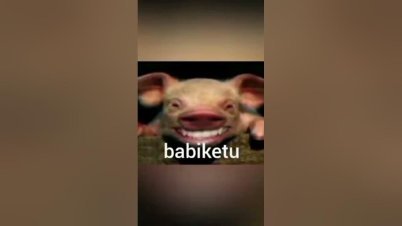 Lucu babi ketu🤣 Lucu babi ketu🤣
