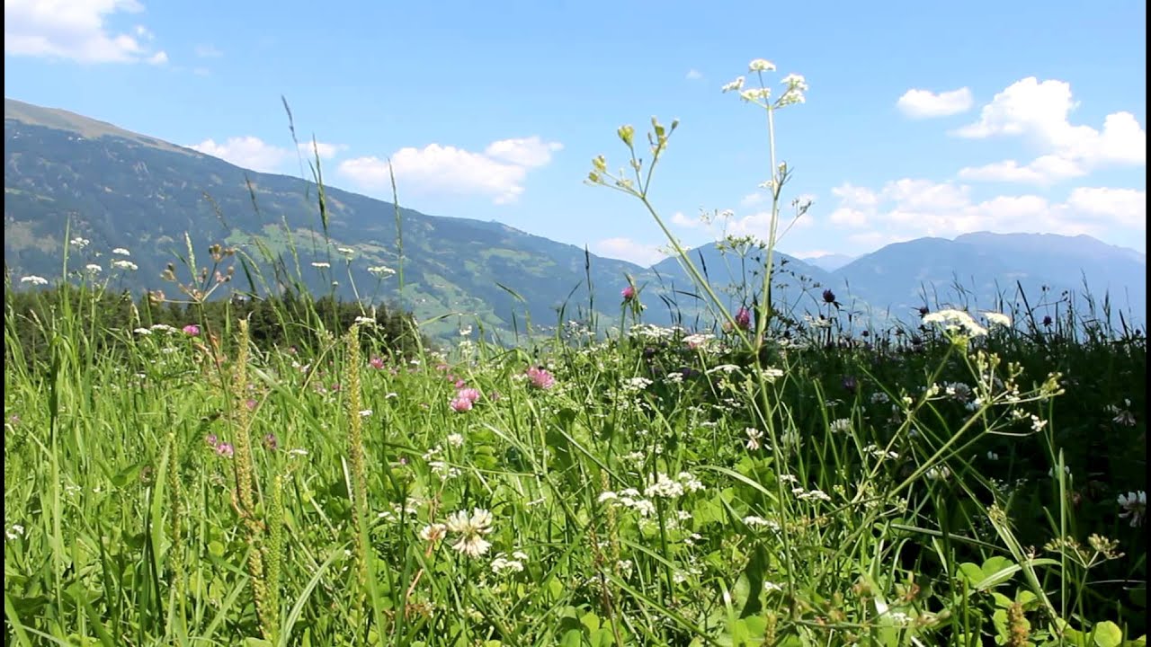 Die Bergwiese