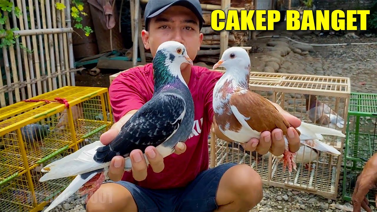 FULL!! GREBEK PENJUAL MERPATI BISA ONLINE KE SELURUH INDONESIA