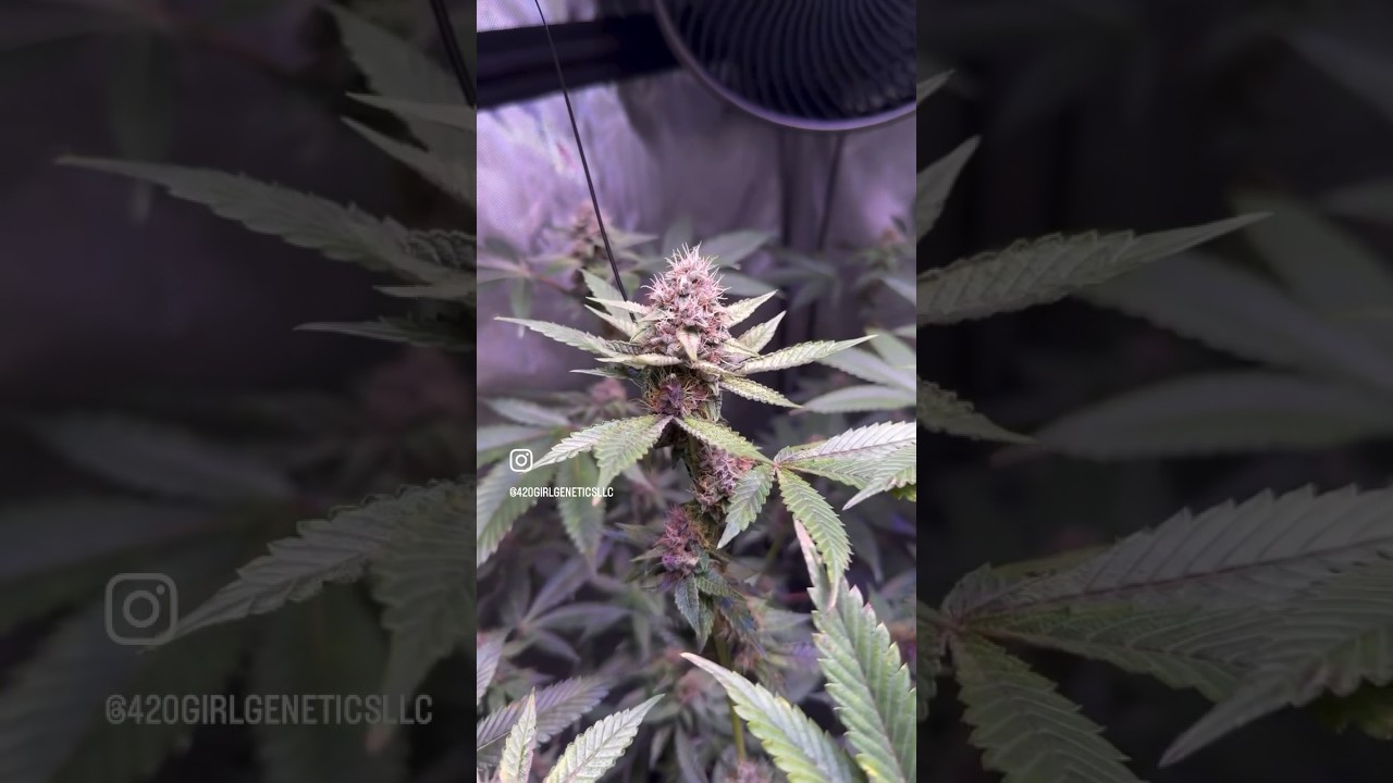 The colours of these buds are amazing! 