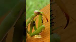 Peygamber Devesi Böceği