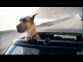 TEASER TRAILER - MARMADUKE