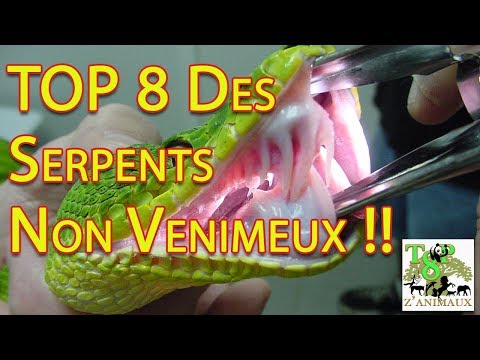 Vidéo: Quels Serpents Sont Venimeux