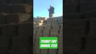 Peanut Hay | Animal Feed