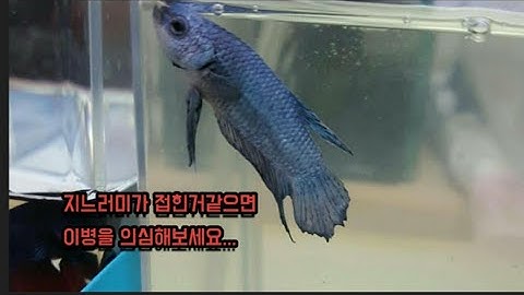 [물생활] 베타피쉬 수질악화 질병 치료기 1탄!  바늘꼬리편)