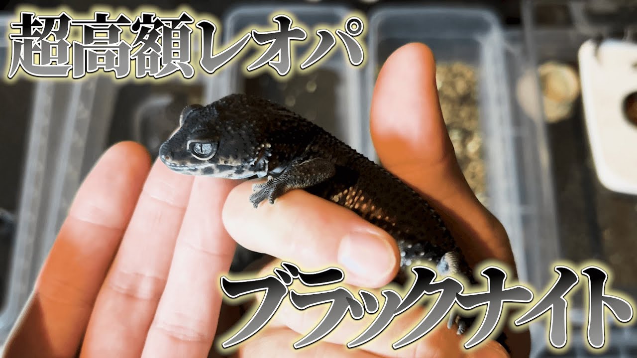 Leopard Gecko] A very popular morph! Keep your eyes peeled for the