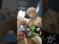 犬の肉球ごとの性格4選 thumbnail