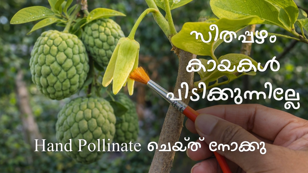സീതപ്പഴം കായകൾ പിടിക്കുന്നില്ലേ? Hand Pollination ചെയ്ത് നോക്കൂ | Custard Apple Hand Pollination