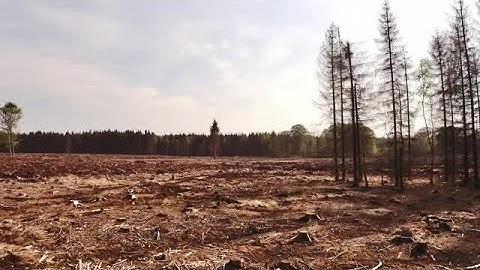 Tree Stumps Stock Video