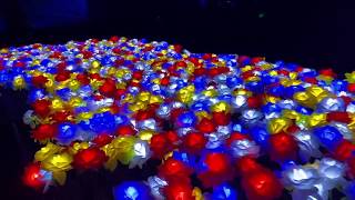 The Night Garden At Fairchild Tropical Botanic Garden In Coral Gables, Florida.one Of The Best Place