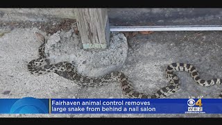 Fairhaven animal control removes large snake after salon workers call for help