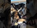 КАТИМСЯ В ТАЁЖНУЮ ИЗБУ!