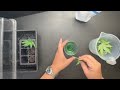 Using a Cloning Gel to Improve Propagation Sucess (Athena Cuts)