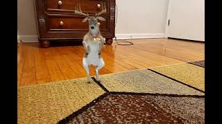 FxGuru Video  Dancing reindeer