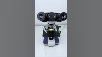 apple under a microscope 🔬